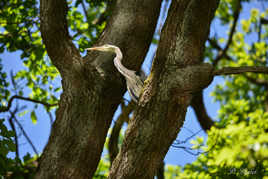 Sur un arbre perché.