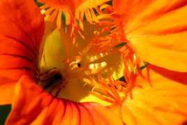 Dans la capucine rouge