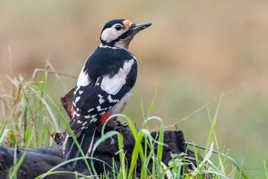 Mme Pic épeiche prend la pose