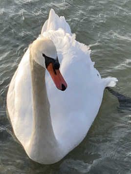 - Fais-moi "un cygne" !