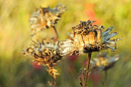 Tableau d'Automne