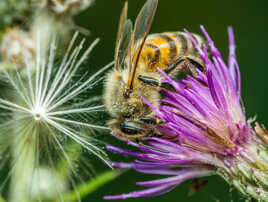 Abeille