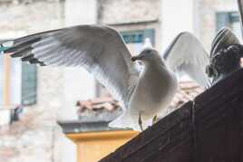 Oiseaux des villes