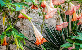 La Trompette des Anges