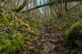 Chemin de sous-bois