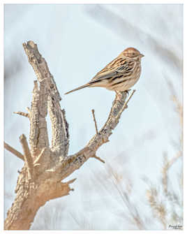 Bruant des roseaux
