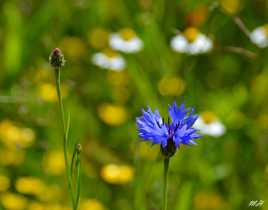 La fleur et le bouton