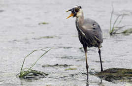 Héron au petit déjeuner