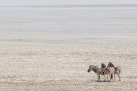 Zebres sur la Poele
