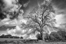 Le grand arbre encore sans feuilles