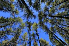 Lutte pour la lumière