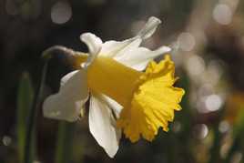 Jonquille des sous bois