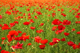 Champ de coquelicots