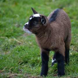Je vous présente  Gipsy