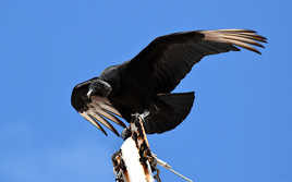 Prendre ses ailes à son cou