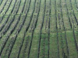 vignes