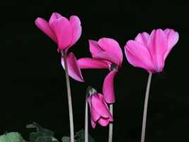 Cyclamen