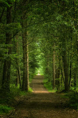 Brocéliande