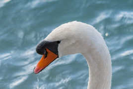 Cygne