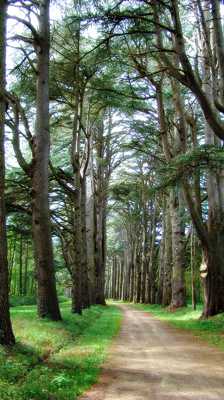 Balade forestière