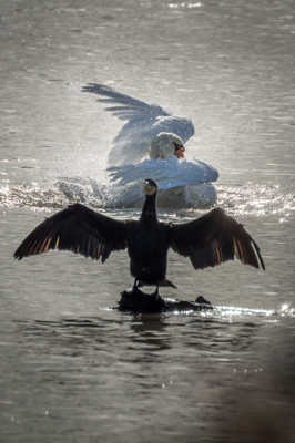 ça chahute derrière