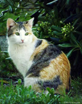 Du même vert que ses yeux