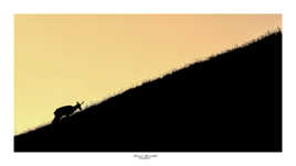 Chamois sur levé de soleil