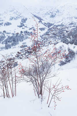 Red Berries