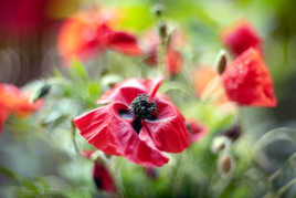 Dans la douceur des champs