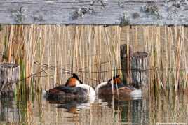 Grèbes huppés se reposant dans les roselières