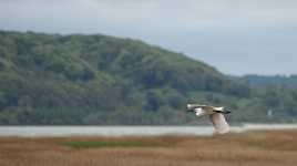 Aigrette Garzette