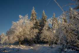La Fagne sous la neige. 8
