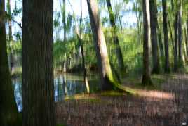 Forêt magique