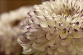 chrysantheme1