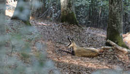 Chamois des vosges
