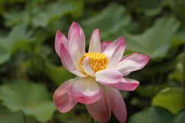 Lotus rose