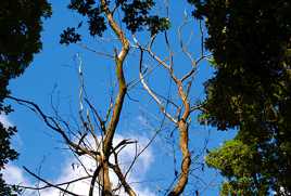 La Vie/Mort de la Nature