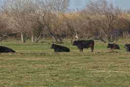 Taureaux de Camargue