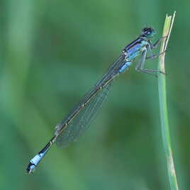Agrion