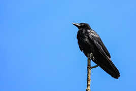 Maitre corbeau sur un arbre perché