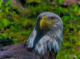 L'aigle.2