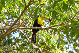 le toucan à carène