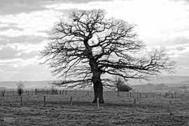 Robuste tu l''étais.