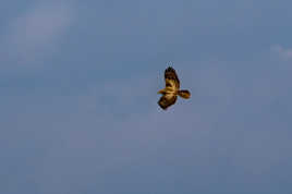 Rapace en vol