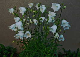 des lanternes poussent le long du mur