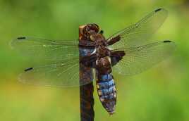 libellule