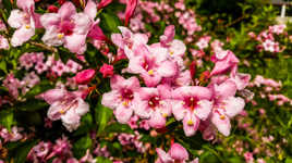 pink flower