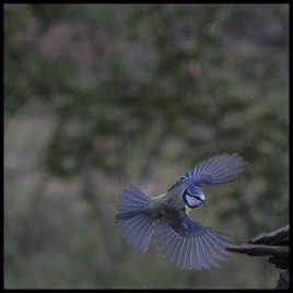 Mésange bleue