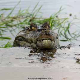 Quoi ma gueule ?