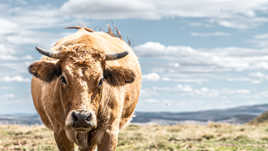 Attrape-moi si tu meuh